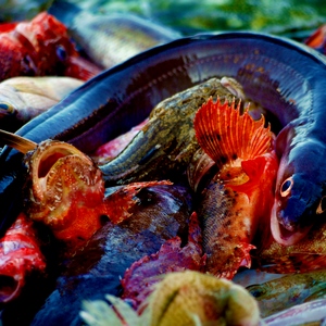 Poissons rouges et bleus sur un étal - France  - collection de photos clin d'oeil, catégorie animaux